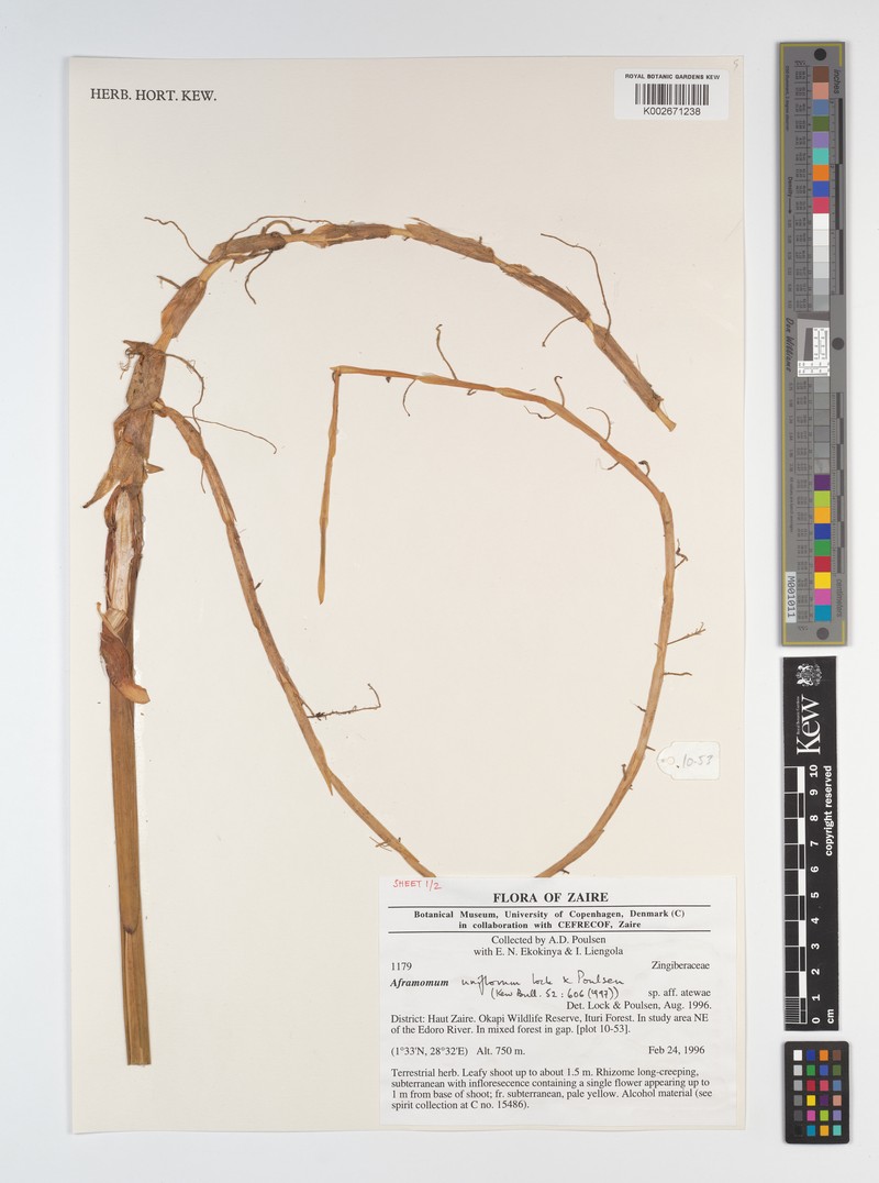 Aframomum uniflorum