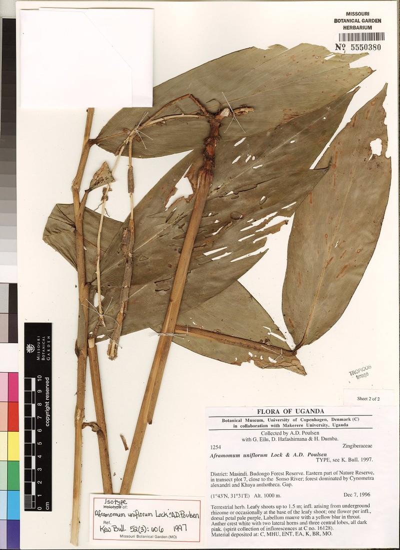 Aframomum uniflorum photo 4