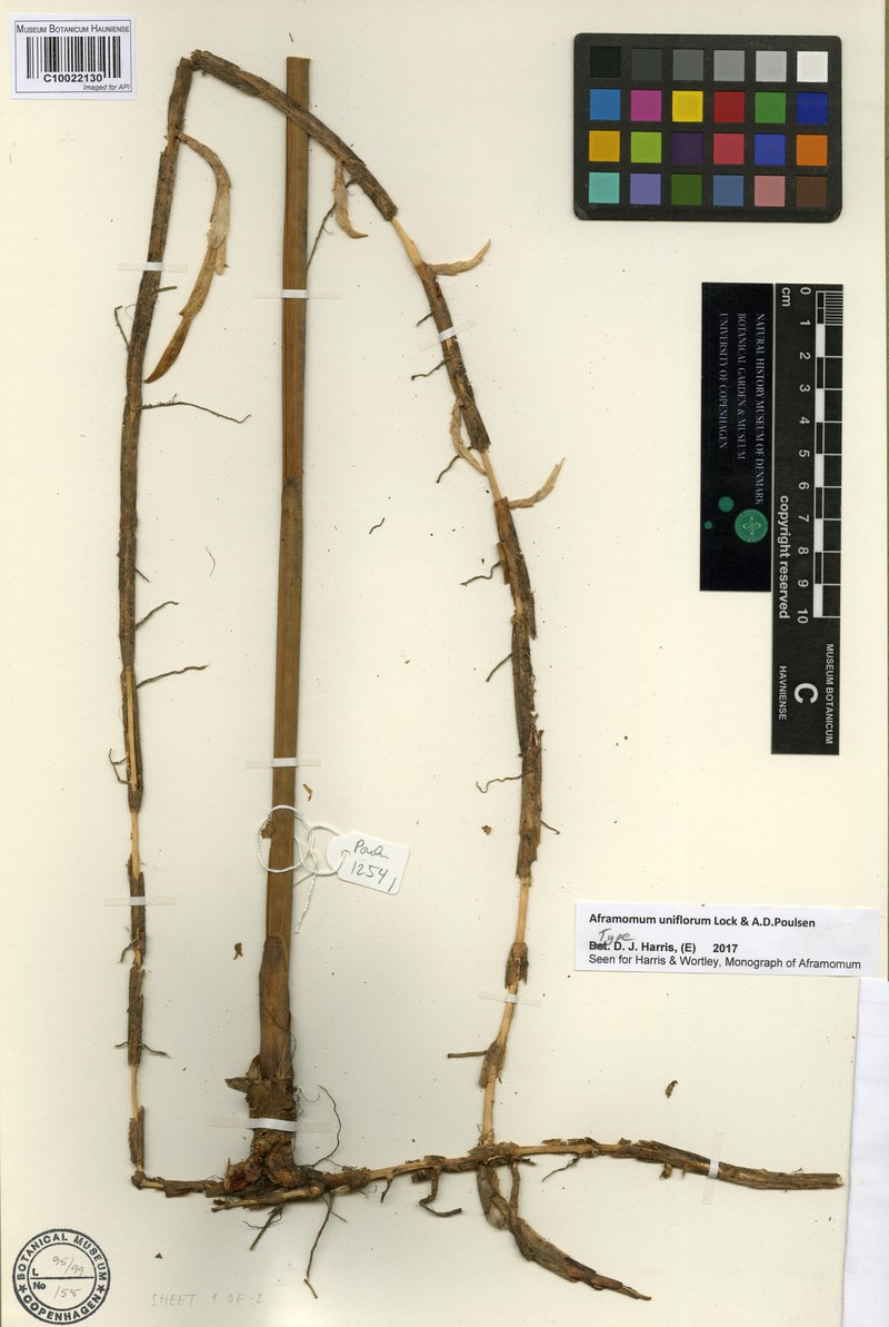Aframomum uniflorum photo 5