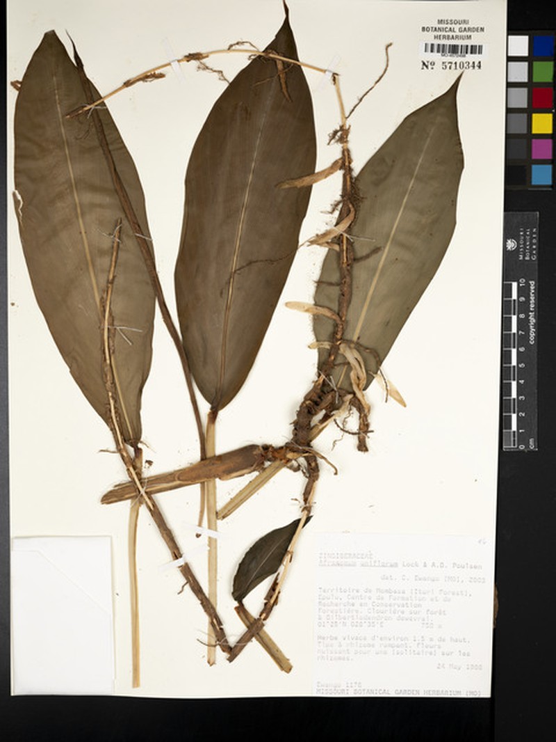 Aframomum uniflorum photo 7