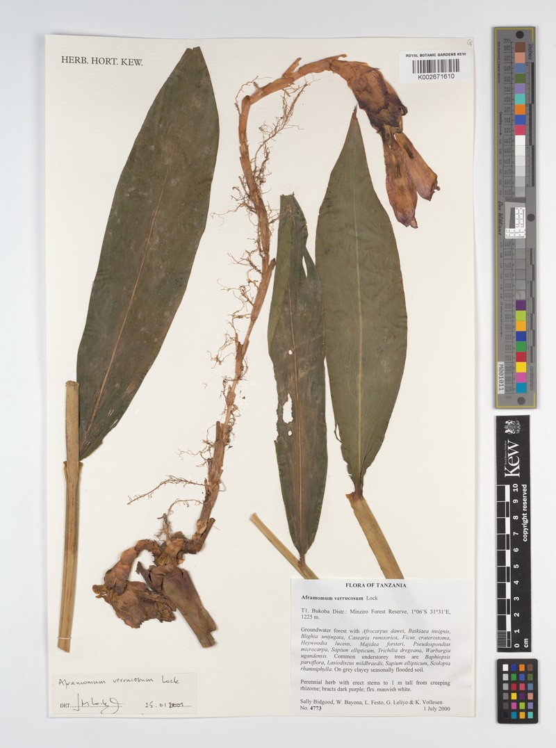 Aframomum verrucosum