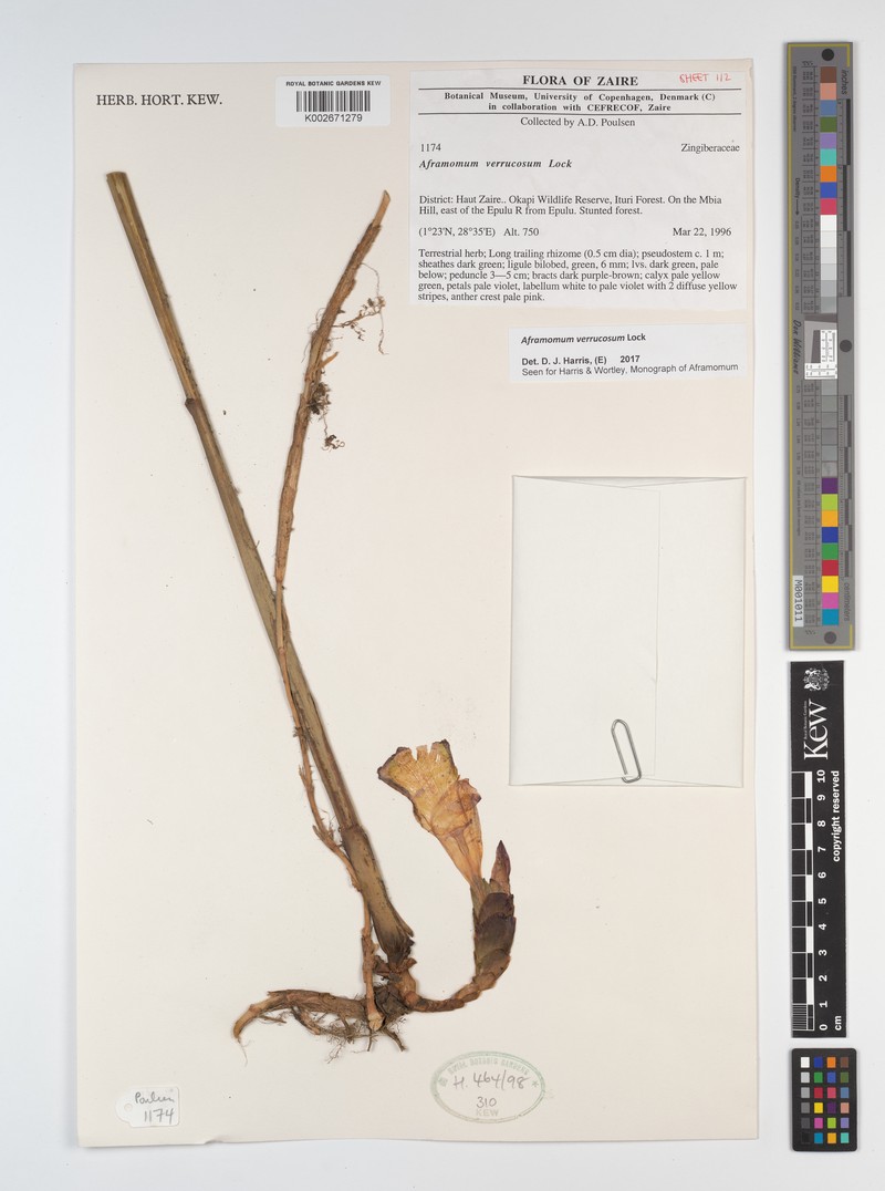 Aframomum verrucosum photo 3