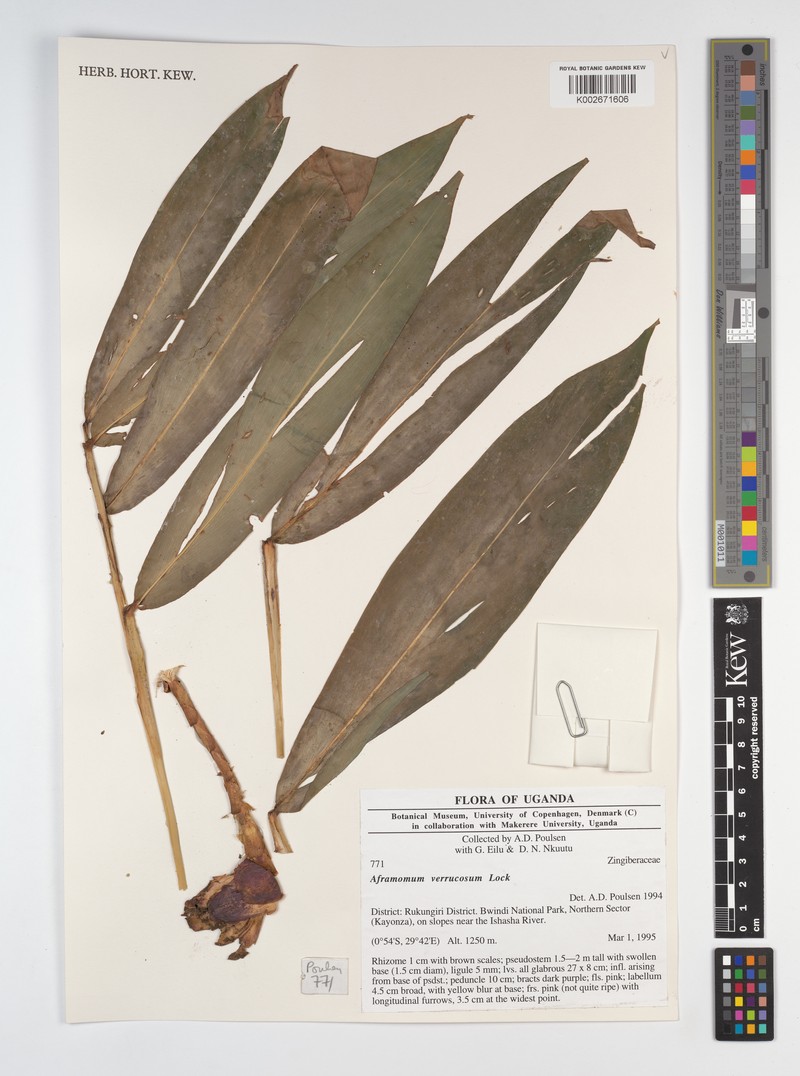 Aframomum verrucosum photo 4