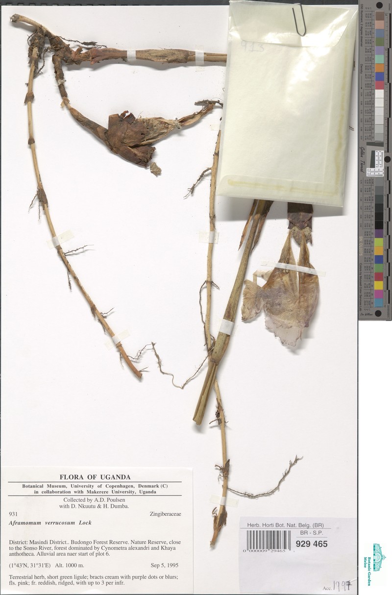 Aframomum verrucosum photo 5