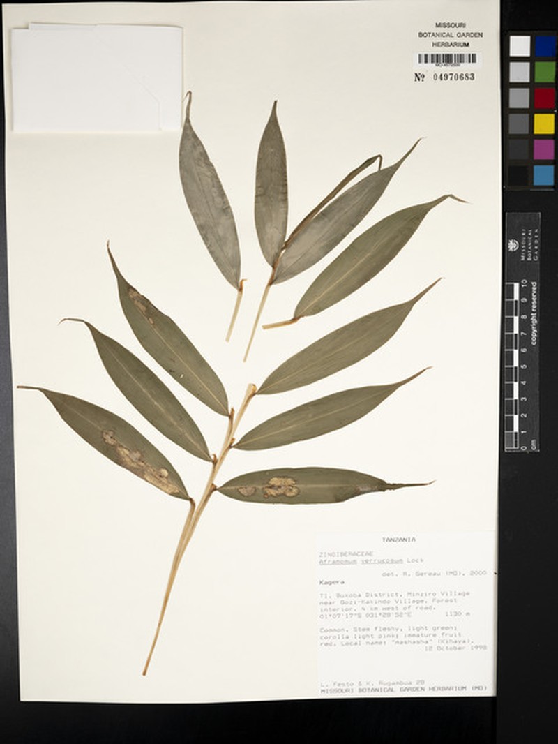 Aframomum verrucosum photo 6
