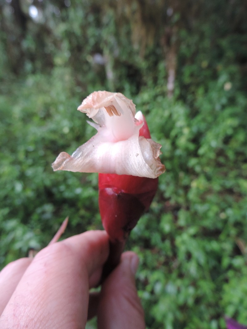 Aframomum wuerthii