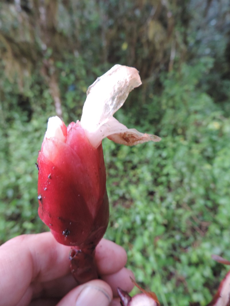 Aframomum wuerthii photo 2