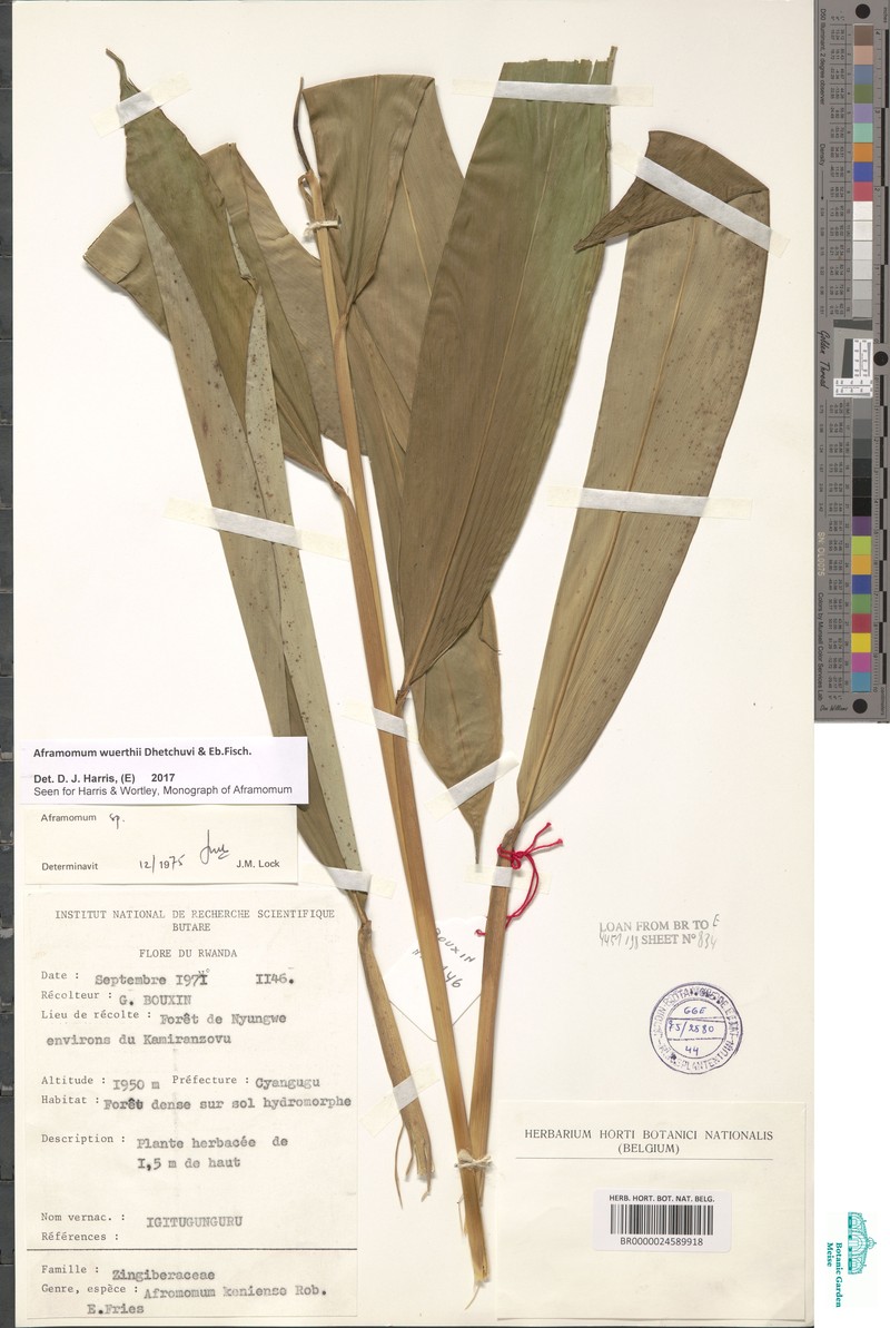 Aframomum wuerthii photo 3