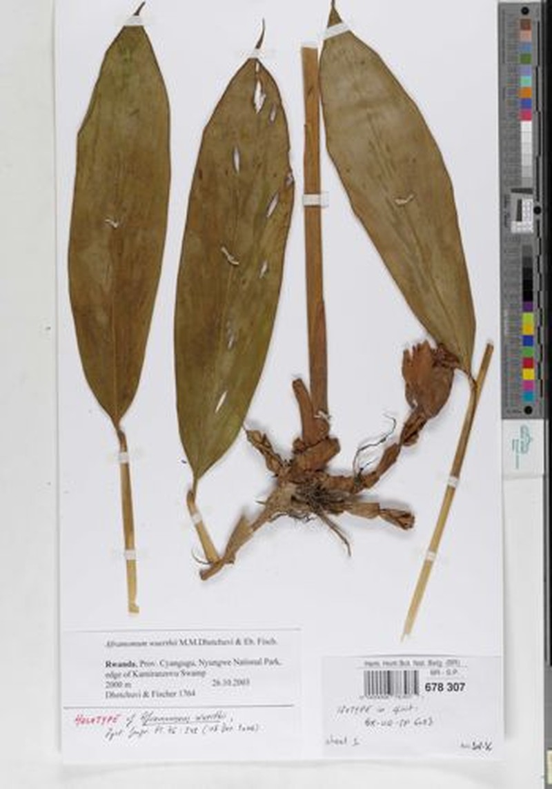 Aframomum wuerthii photo 4