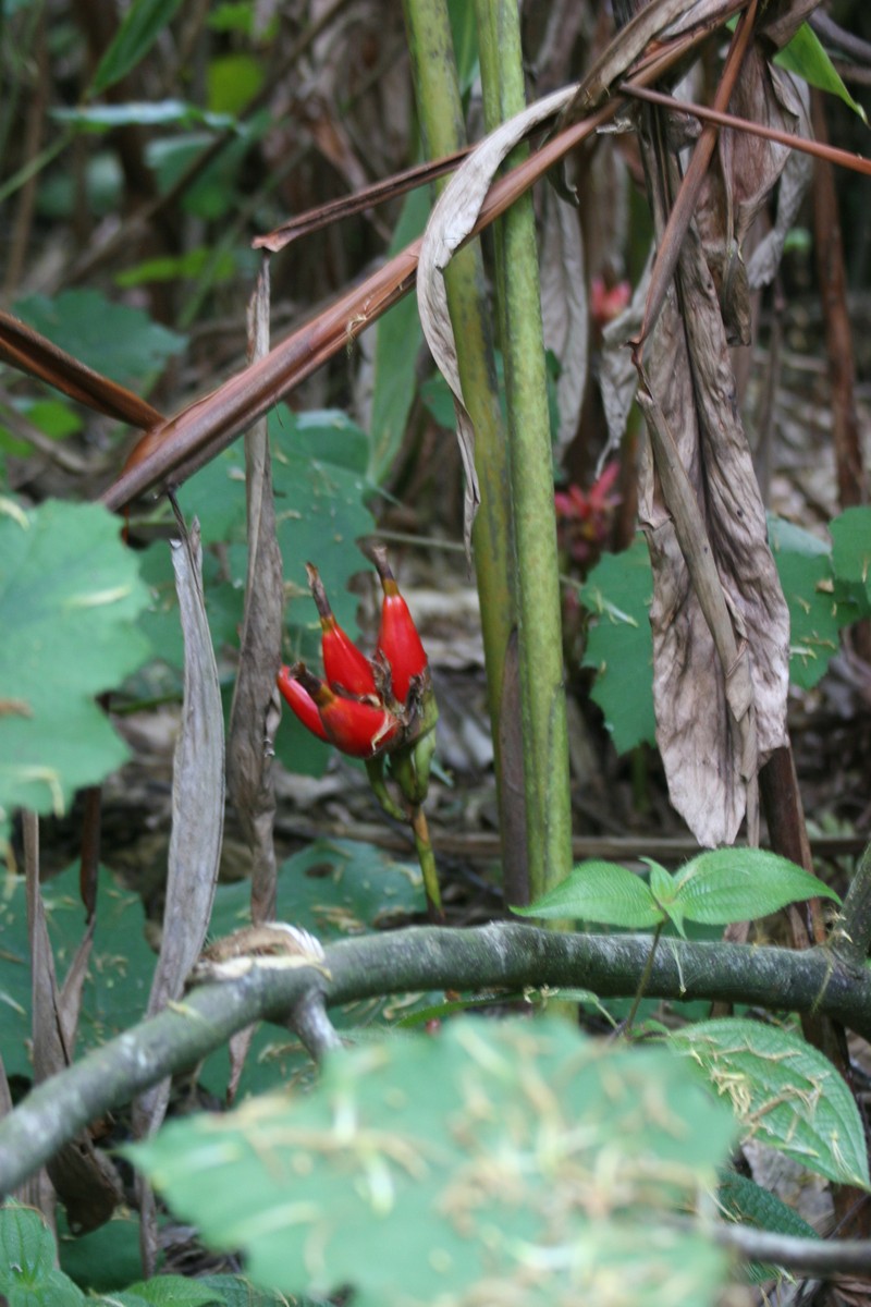 Aframomum zambesiacum photo 3