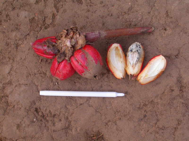 Aframomum zambesiacum photo 4
