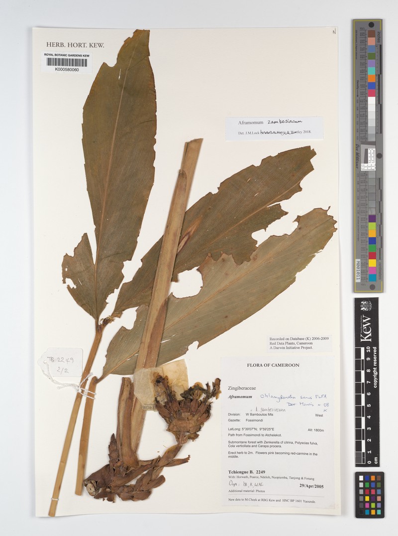 Aframomum zambesiacum photo 5