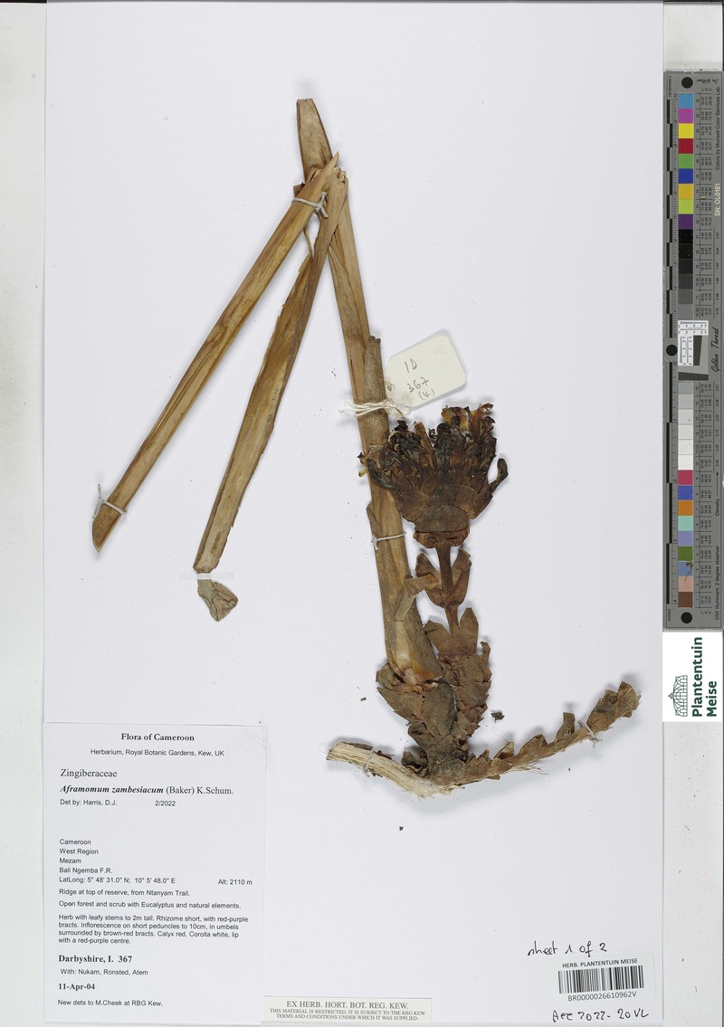 Aframomum zambesiacum photo 6