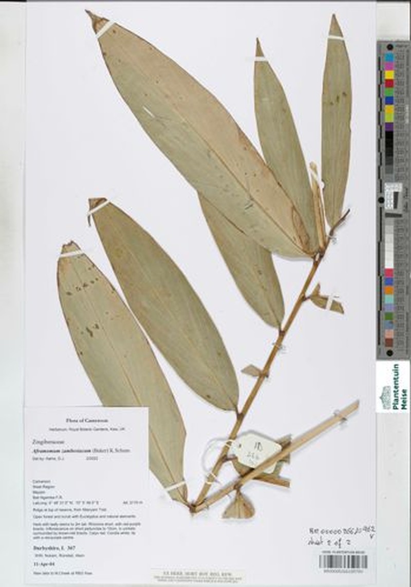 Aframomum zambesiacum photo 7