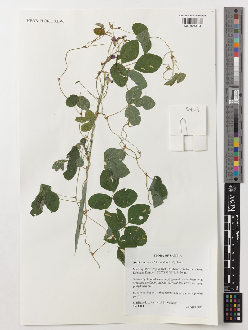Afroamphica africana