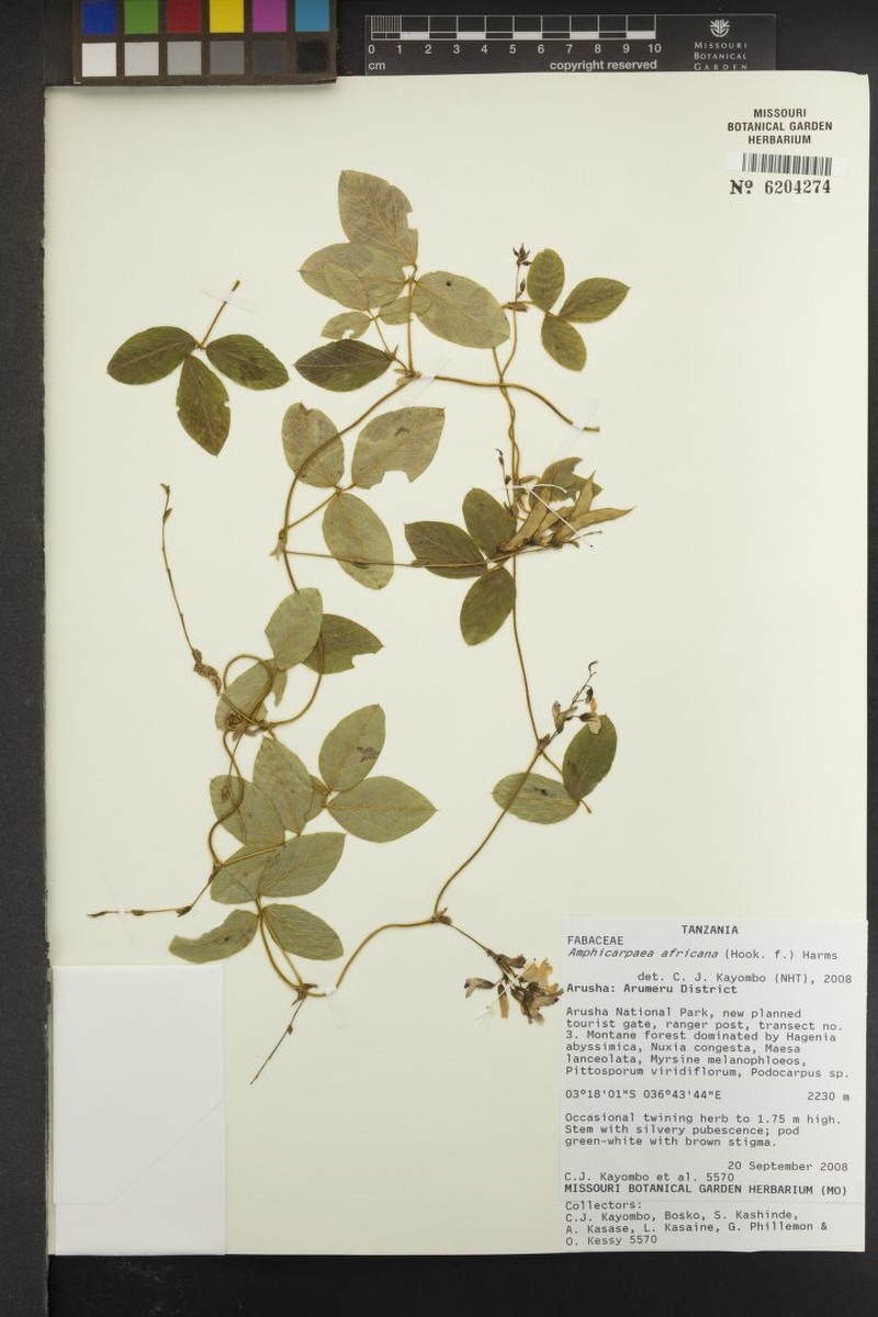 Afroamphica africana photo 2