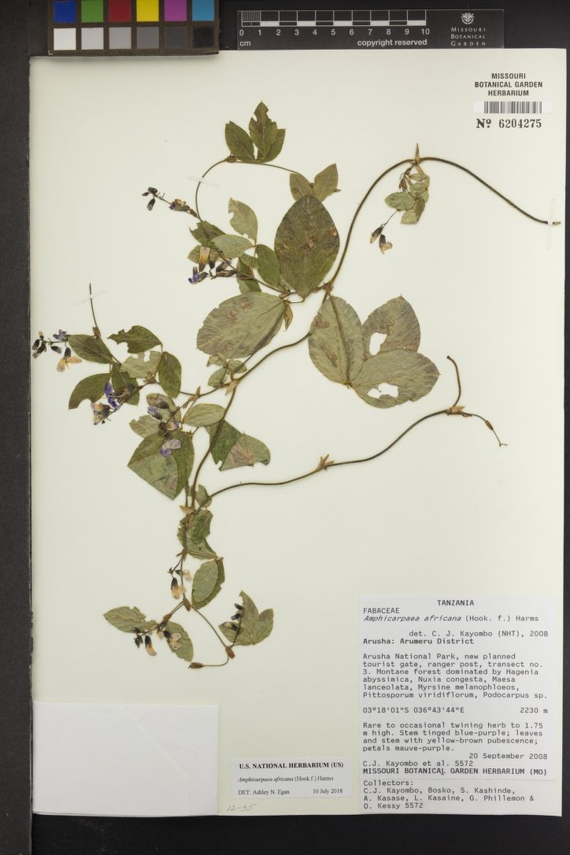 Afroamphica africana photo 3