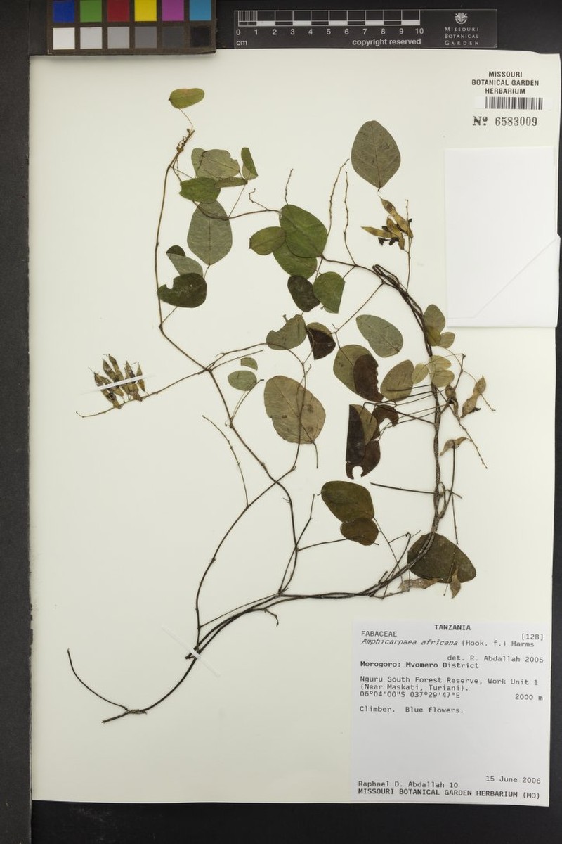 Afroamphica africana photo 4