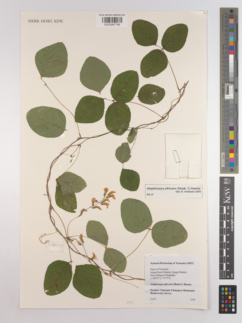 Afroamphica africana photo 5