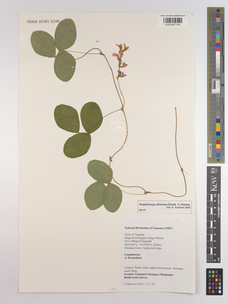 Afroamphica africana photo 6