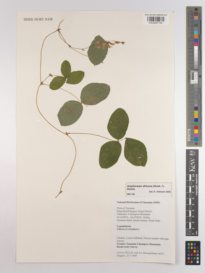 Afroamphica africana photo 7