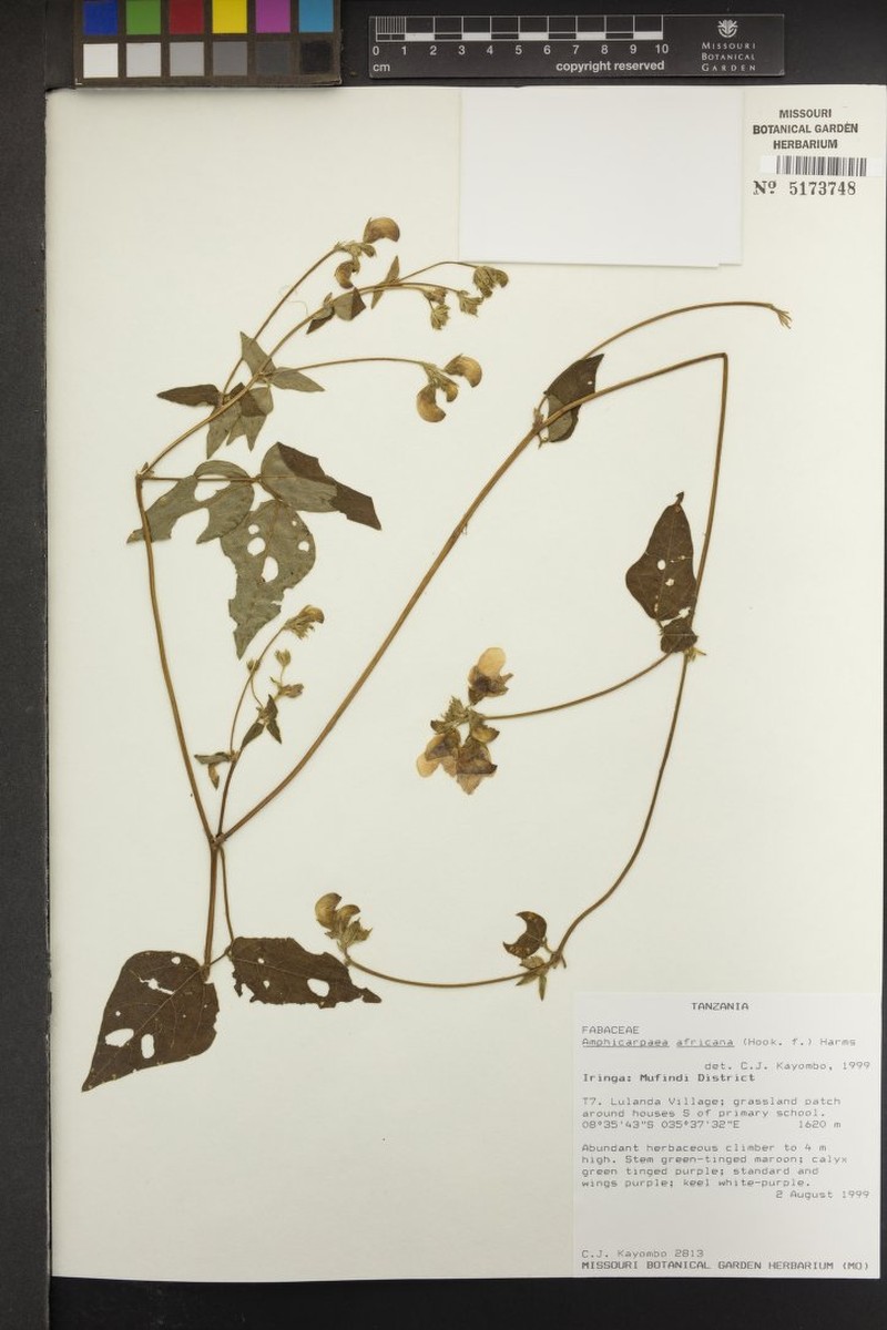 Afroamphica africana photo 8
