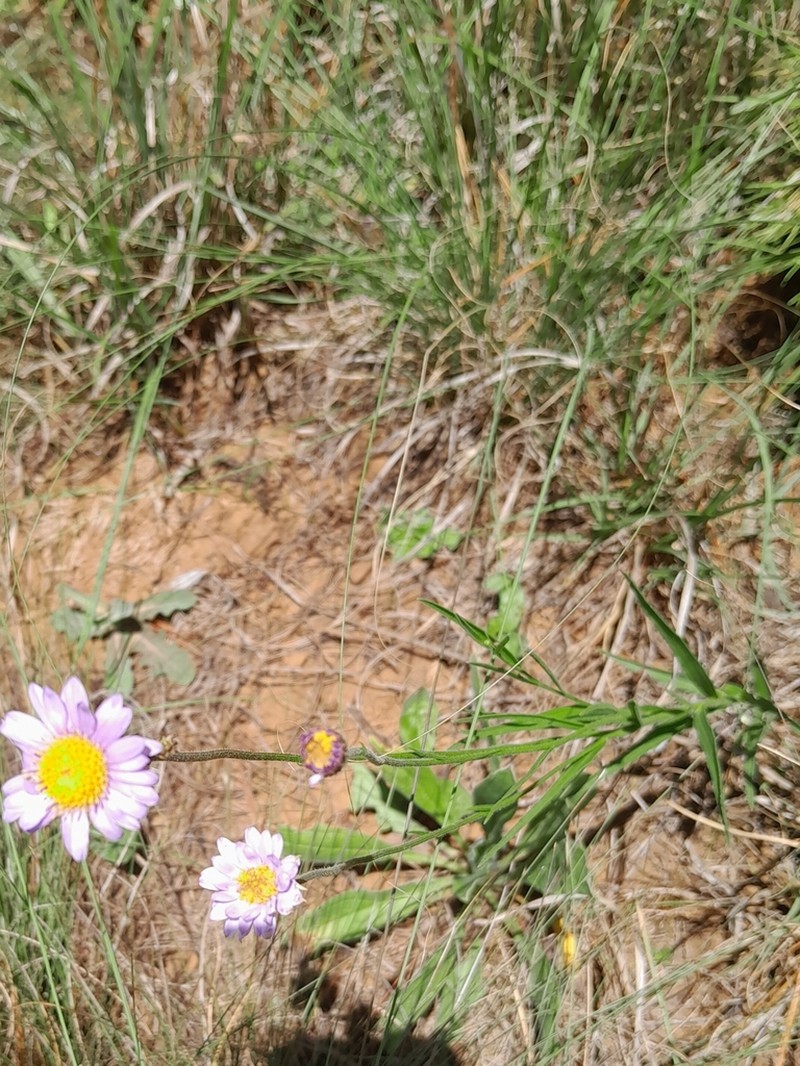 Afroaster ananthocladus photo 2