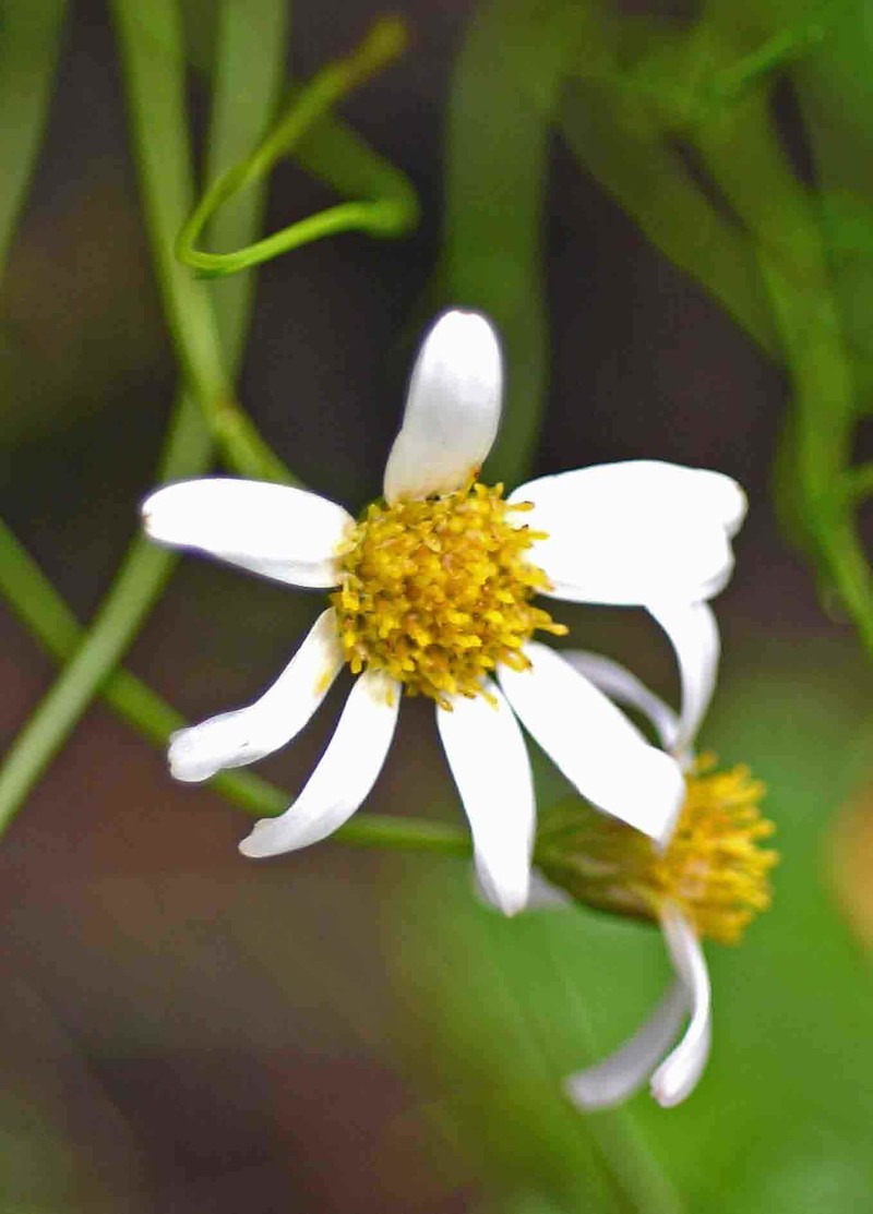 Afroaster ananthocladus photo 3