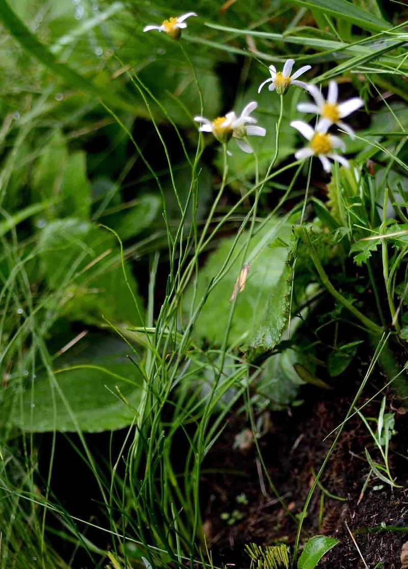 Afroaster ananthocladus photo 2