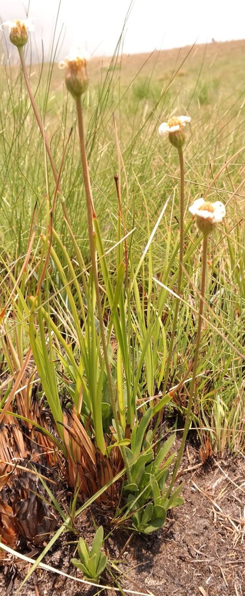 Afroaster chimanimaniensis