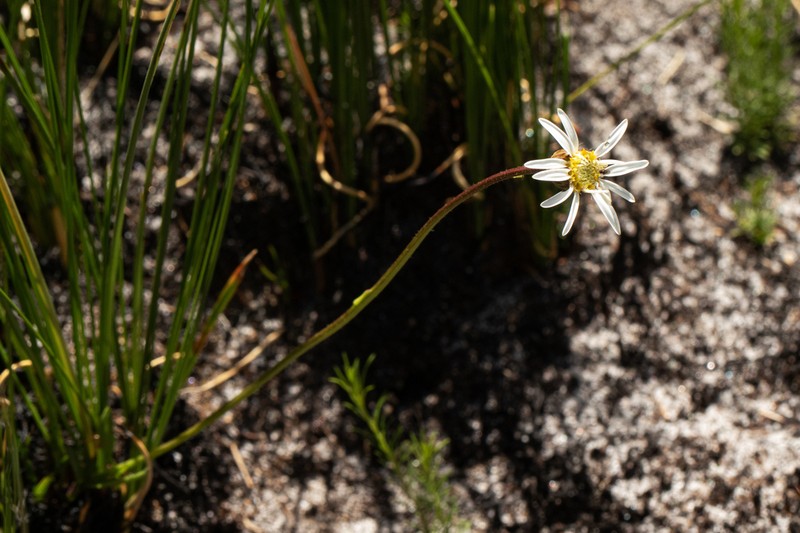 Afroaster chimanimaniensis photo 2