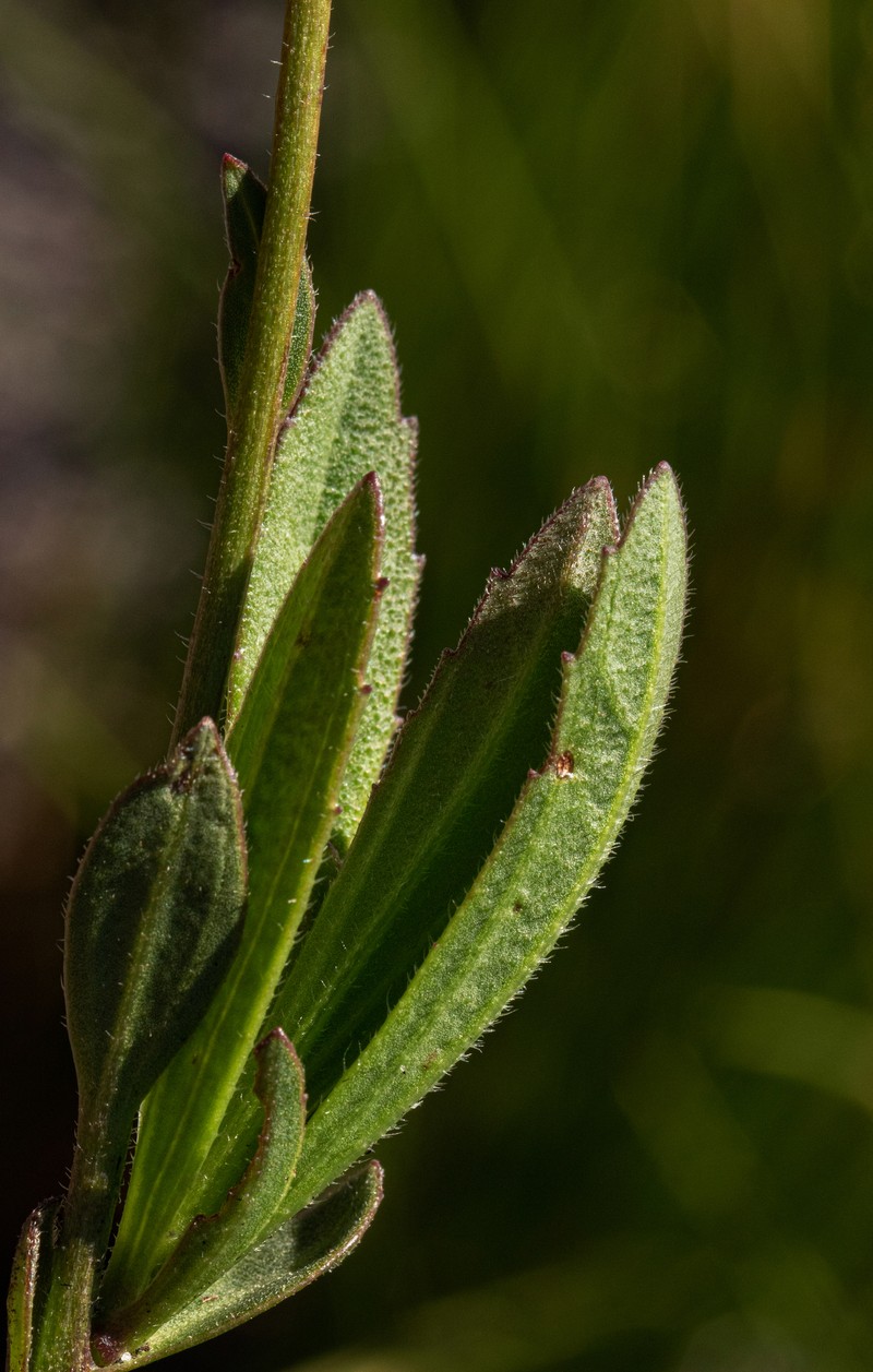 Afroaster chimanimaniensis photo 3