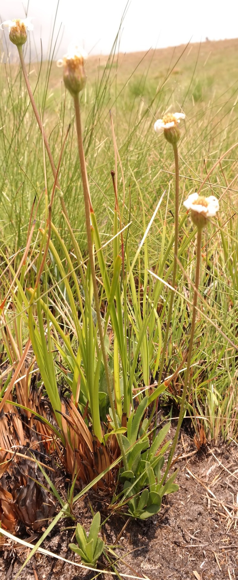 Afroaster chimanimaniensis photo 4