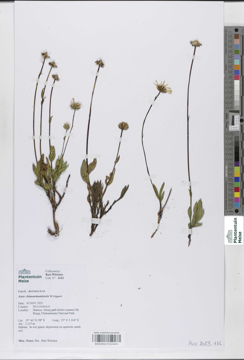 Afroaster chimanimaniensis photo 5