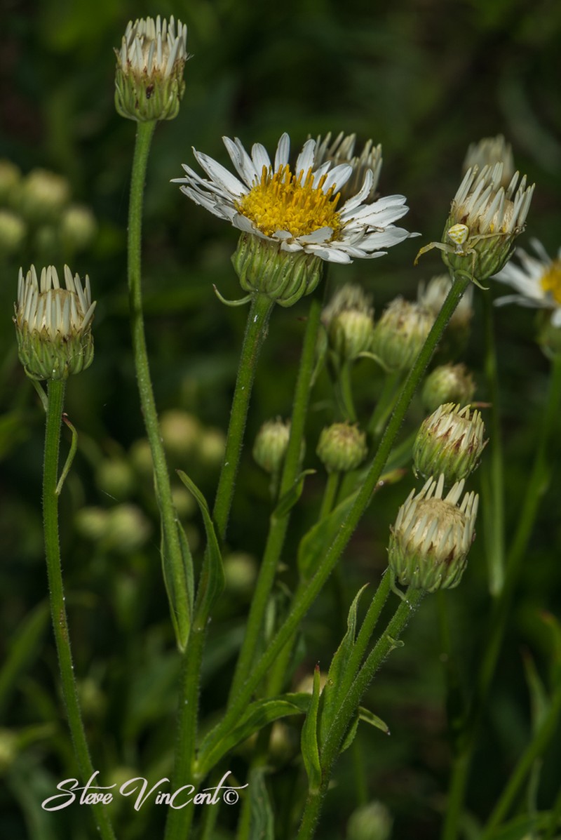 Afroaster comptonii