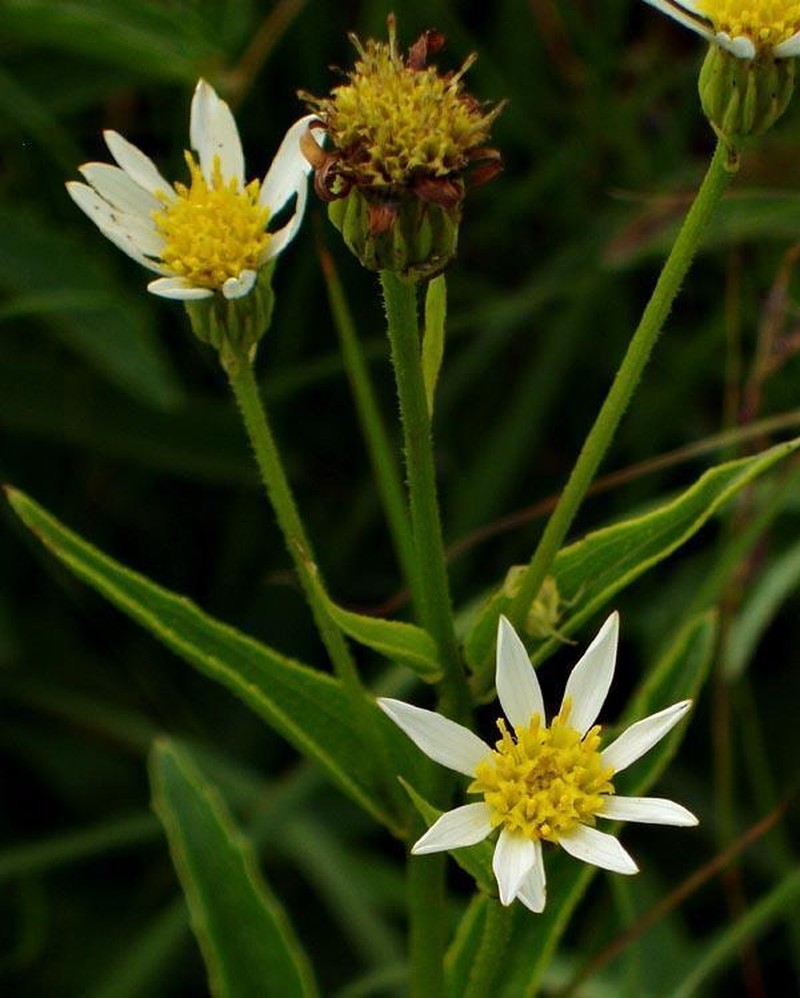 Afroaster comptonii photo 8
