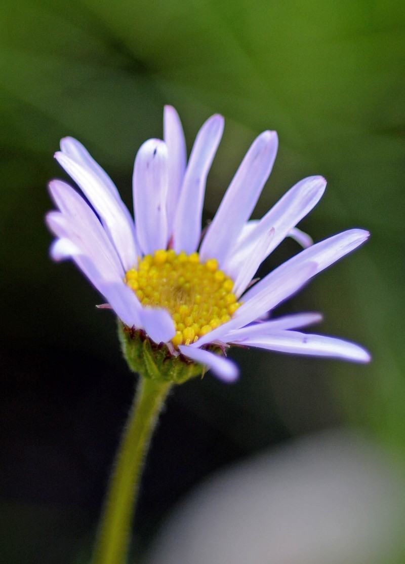Afroaster confertifolius photo 2