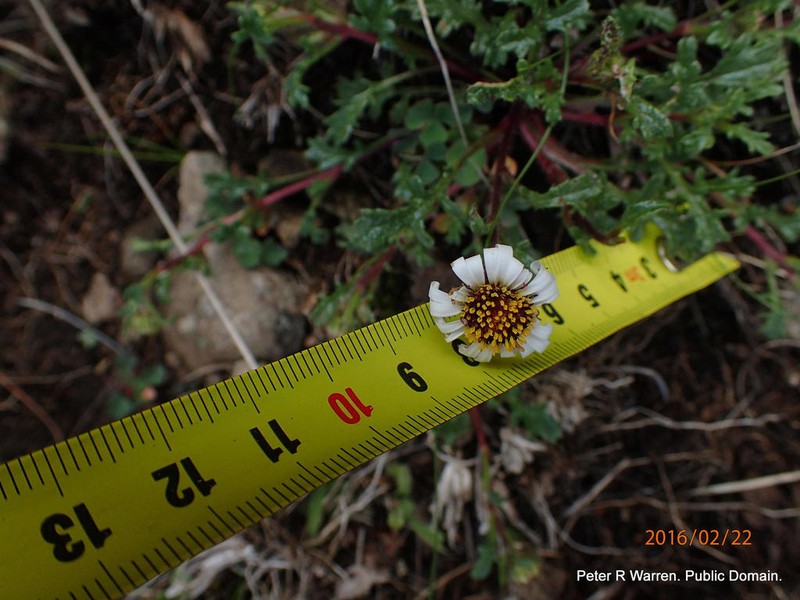 Afroaster erucifolius