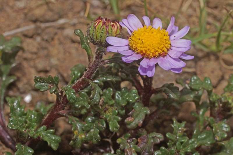 Afroaster erucifolius photo 2
