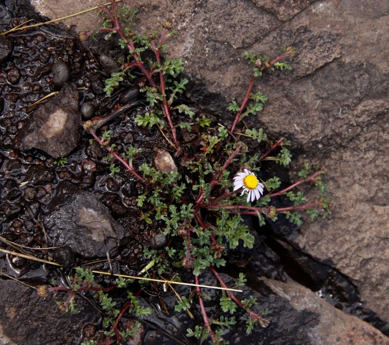Afroaster erucifolius photo 3
