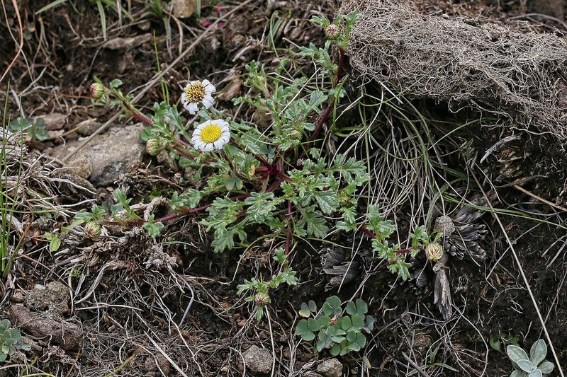 Afroaster erucifolius photo 4