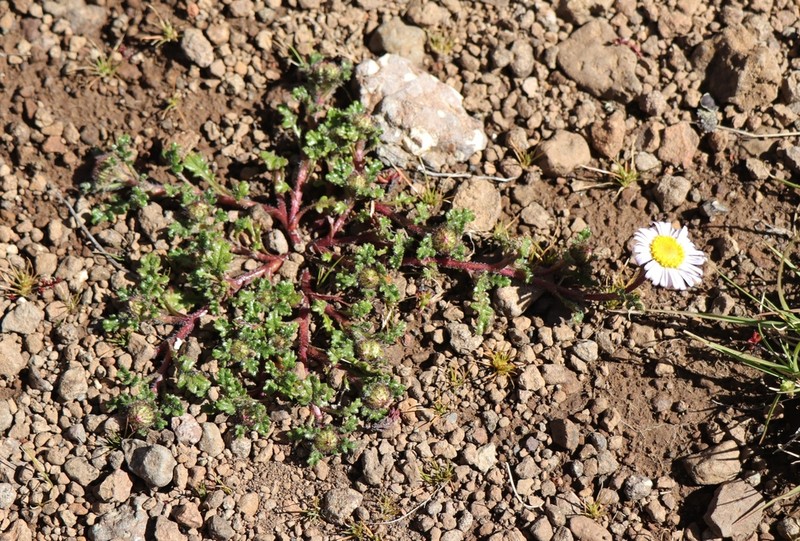 Afroaster erucifolius photo 5