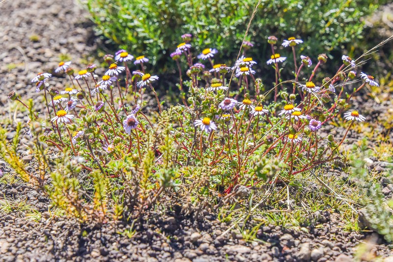 Afroaster erucifolius photo 6