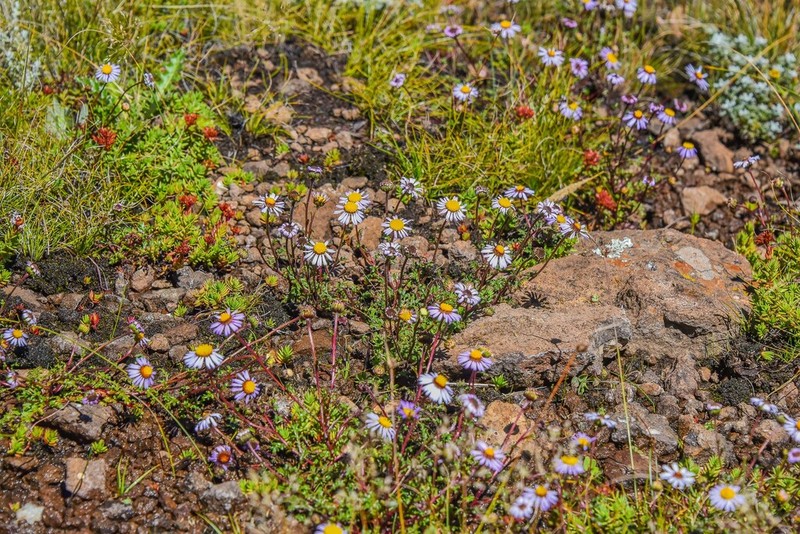 Afroaster erucifolius photo 7