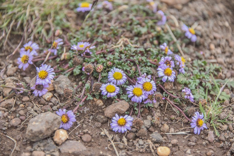 Afroaster erucifolius photo 8
