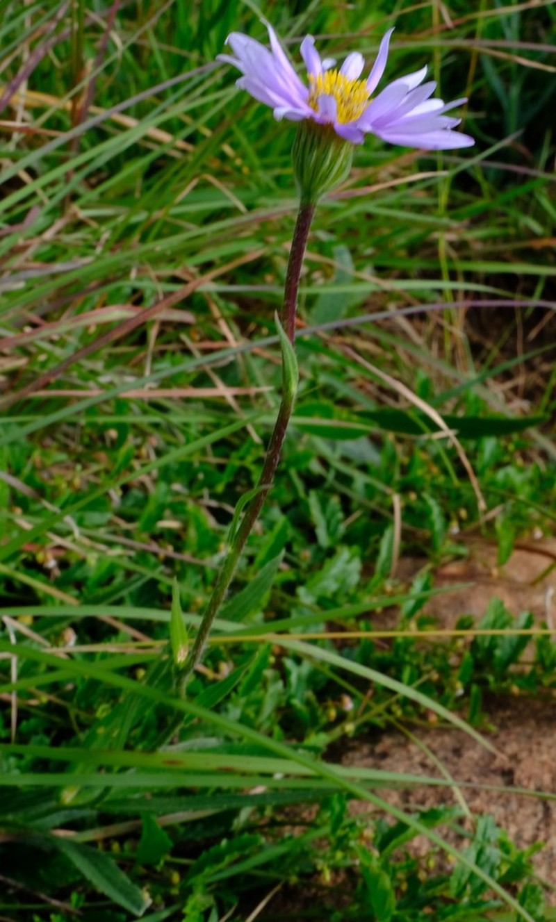 Afroaster hispidus