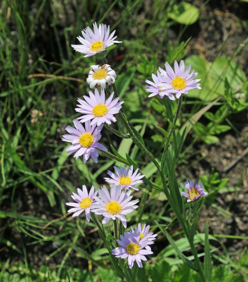 Afroaster hispidus photo 2
