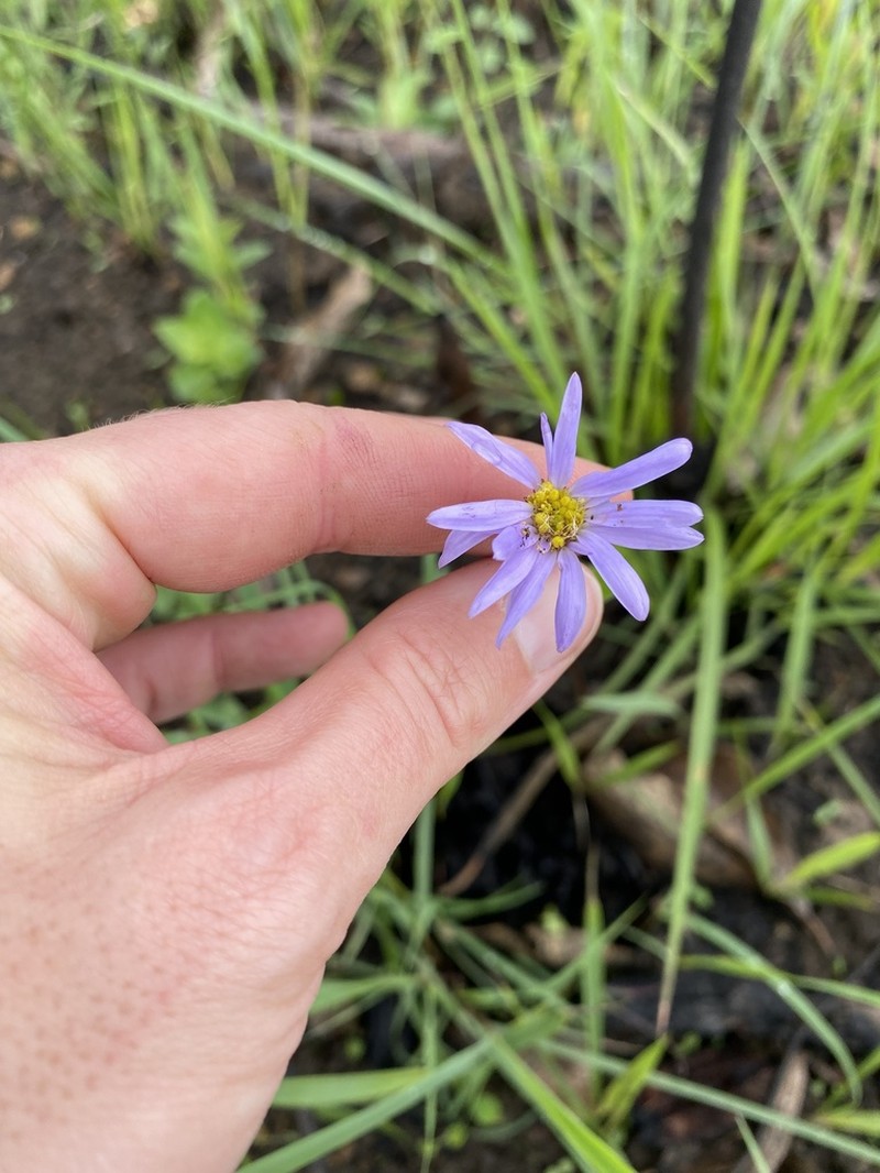 Afroaster hispidus photo 3