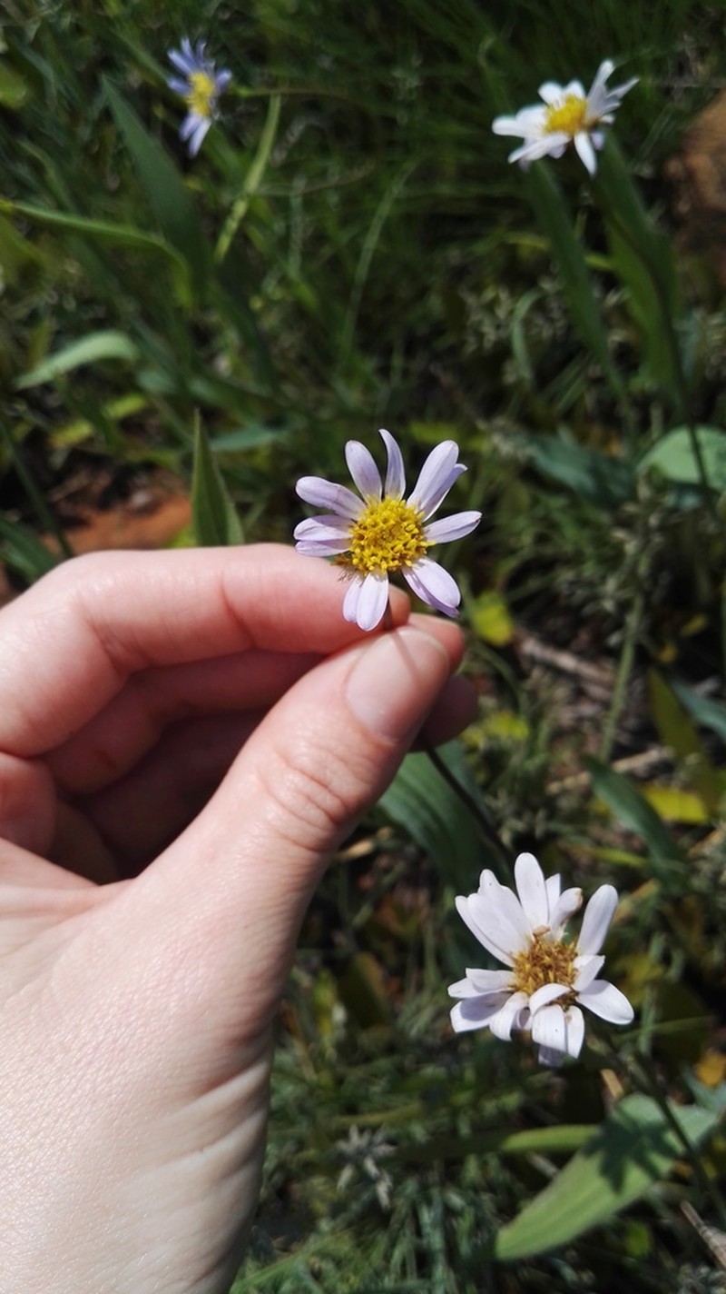Afroaster hispidus photo 4