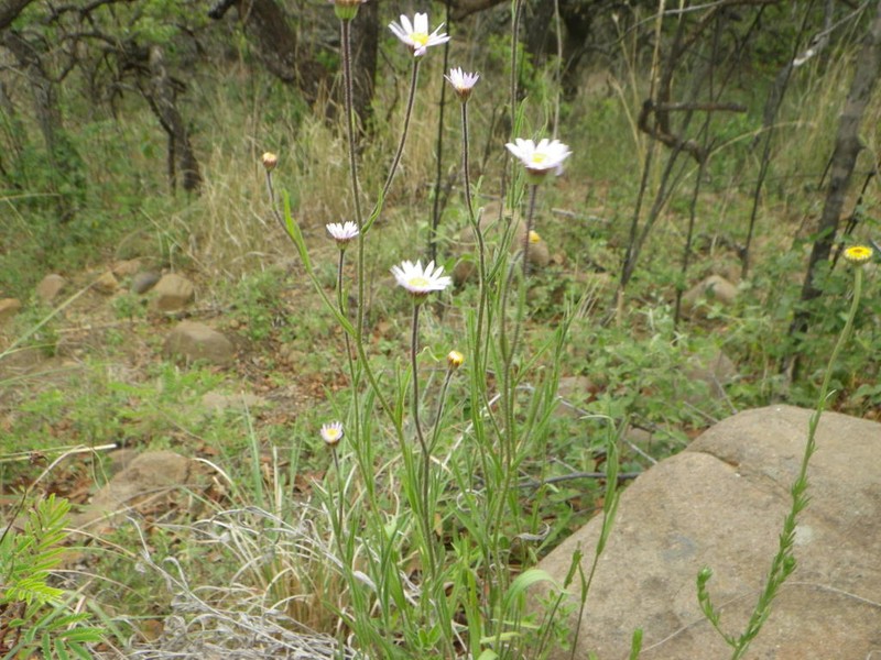 Afroaster hispidus photo 5